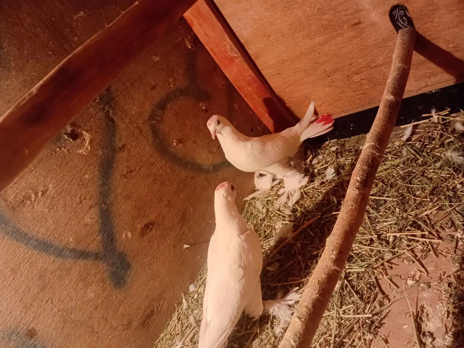 لوطی درجه یک|پرنده|مرند, |دیوار