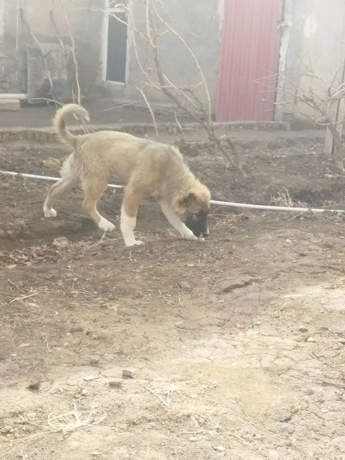 سگ نگهبان|سگ|بوئین زهرا, |دیوار