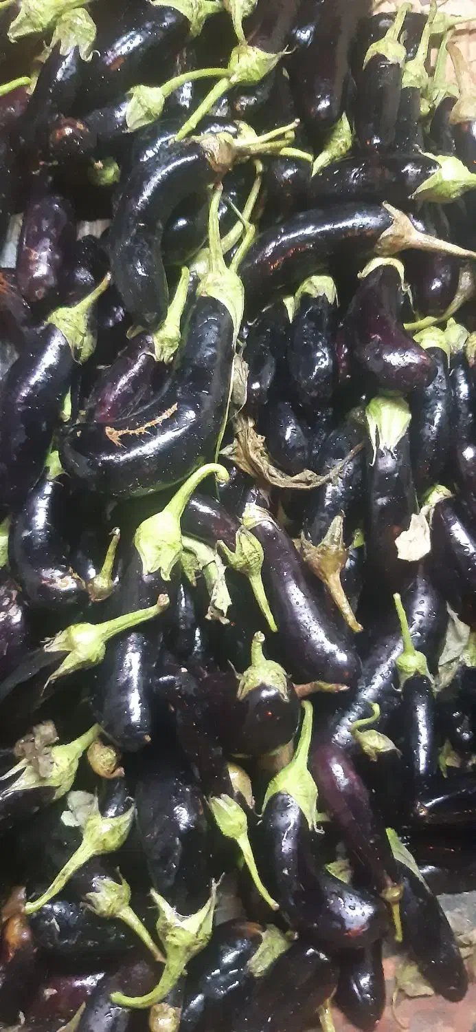 بادمجان|خوردنی و آشامیدنی|پارسآباد, |دیوار