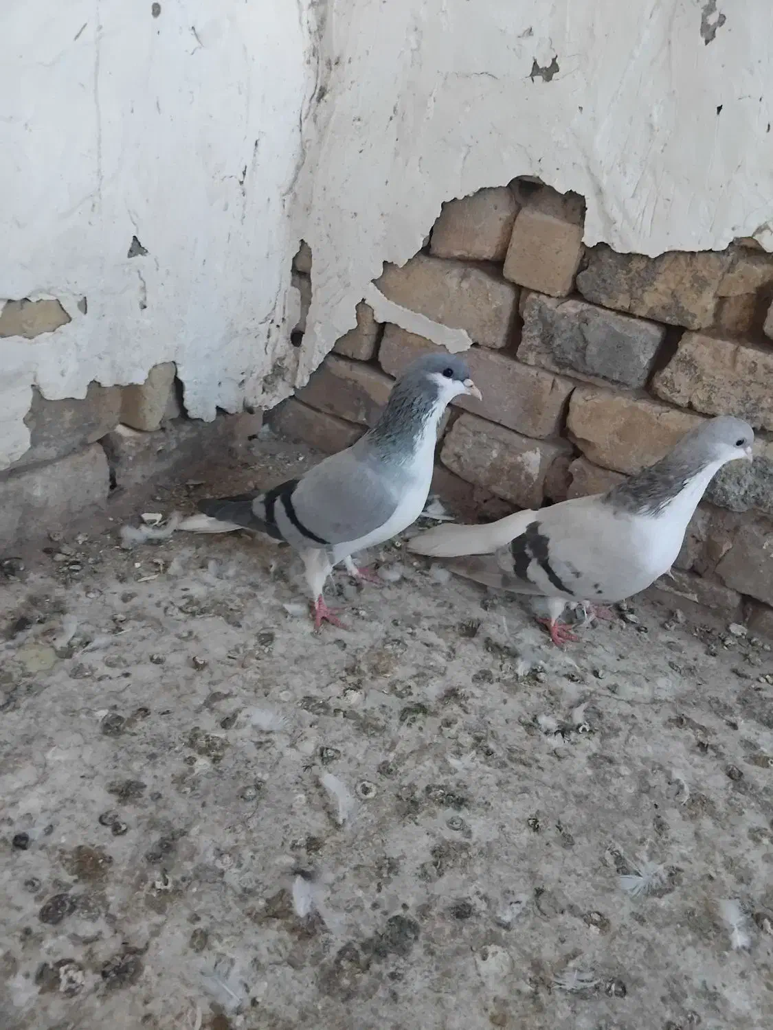 کبوتر بدرنگ ماده وخوشرنگ ماده به شرط|پرنده|دشتابی, |دیوار