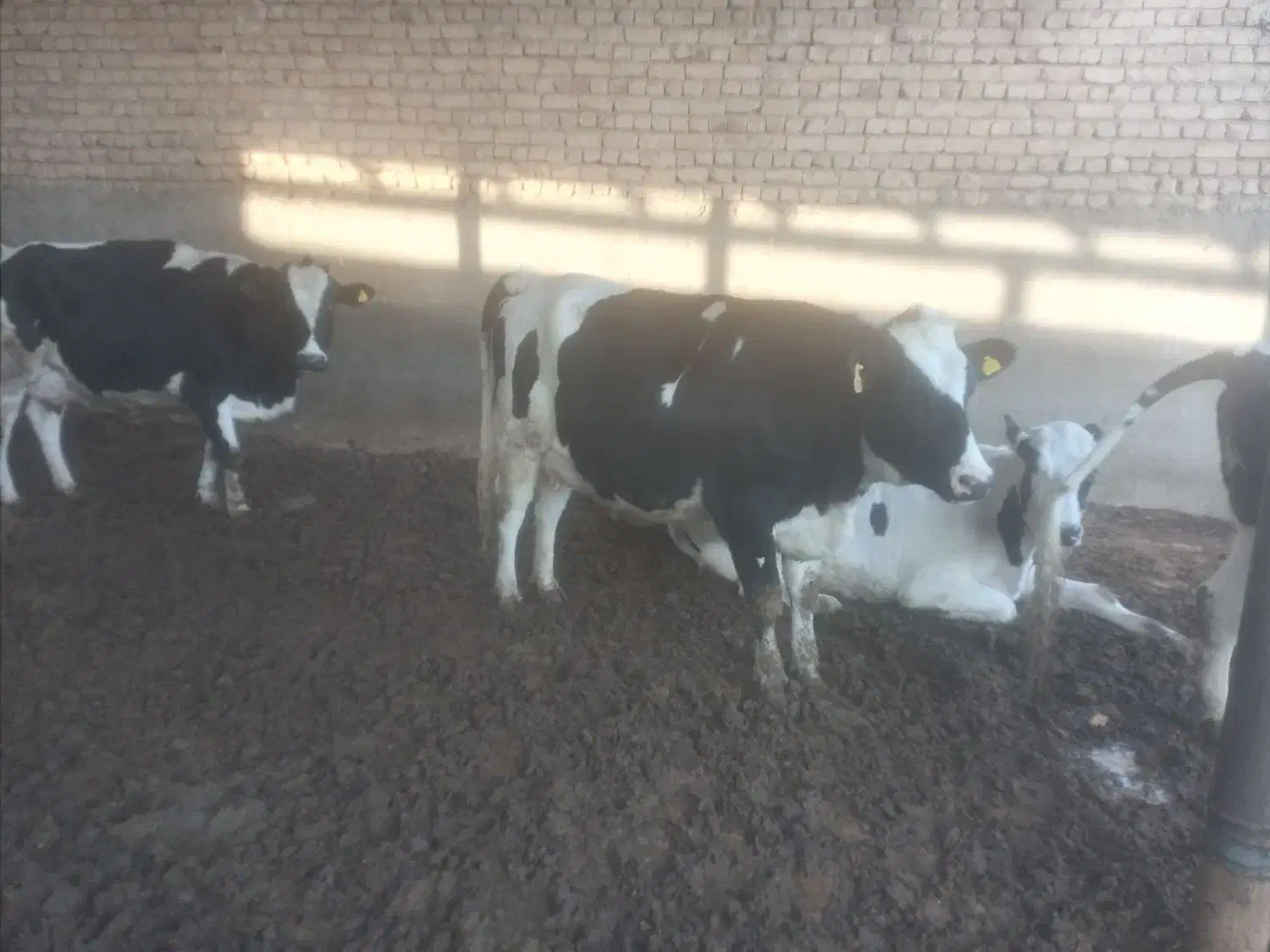 تعدادی گاو شیری جوان|حیوانات مزرعه|قم, قلعه صدری|دیوار