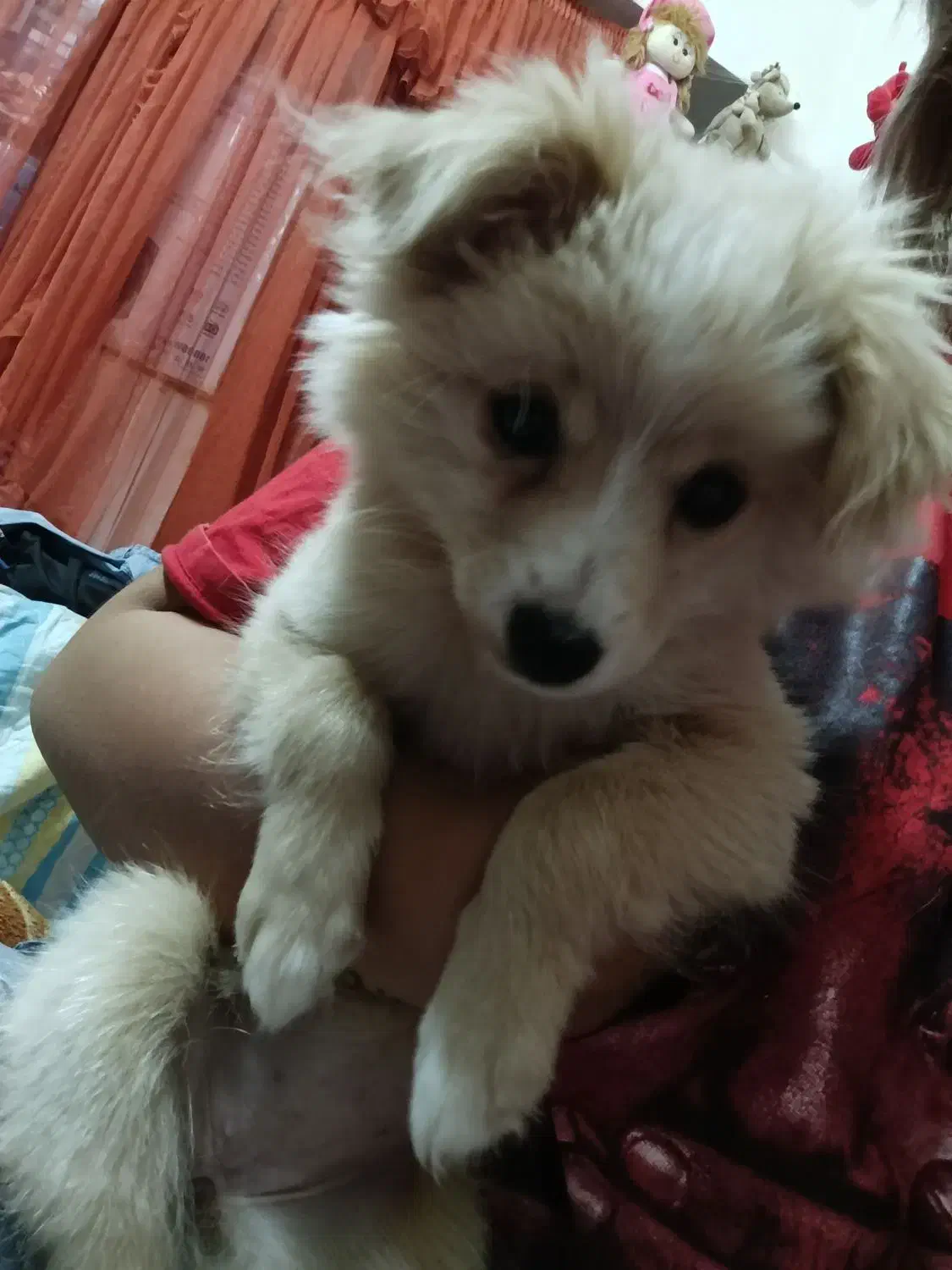 سگ اشتپیز|سگ|بندرعباس, |دیوار