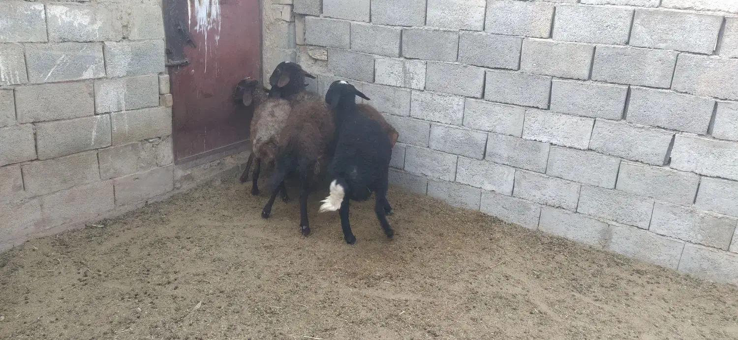 فروش گوسفند همو هترو|حیوانات مزرعه|زرند, |دیوار