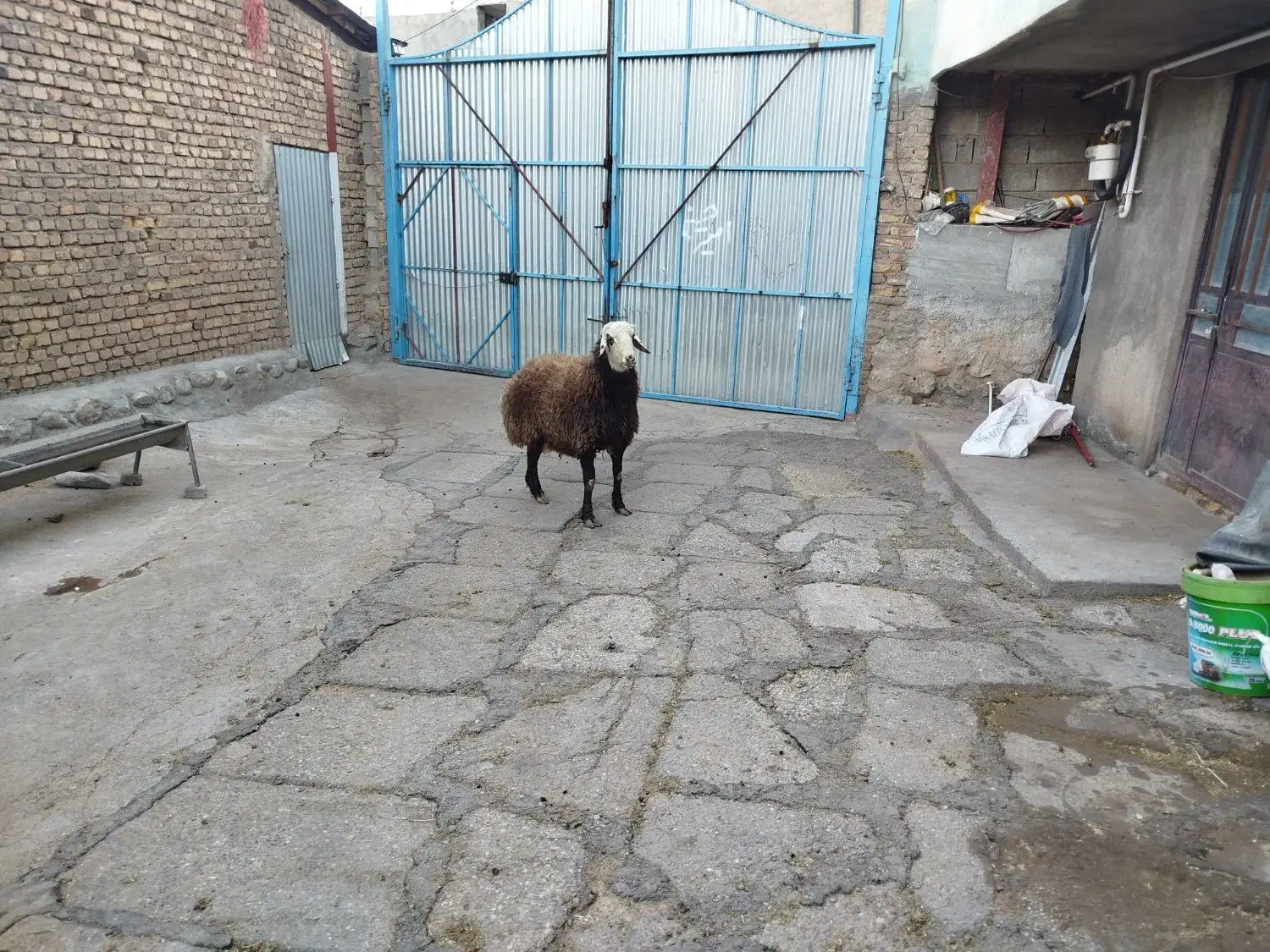 قوچ جوان|حیوانات مزرعه|کنگاور, |دیوار