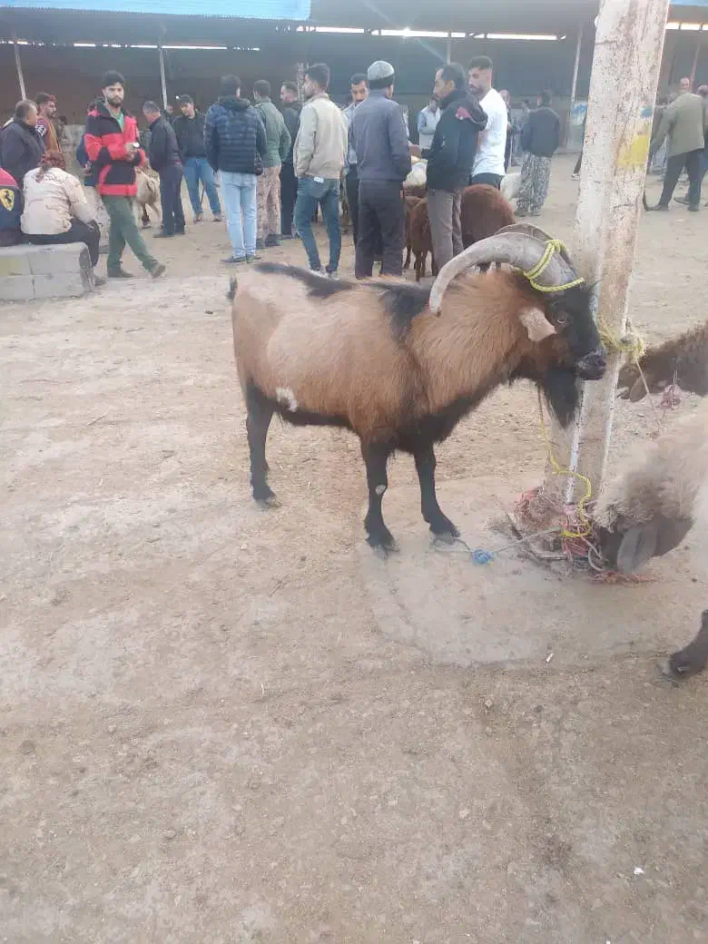 بره و قصابی|حیوانات مزرعه|بجنورد, |دیوار