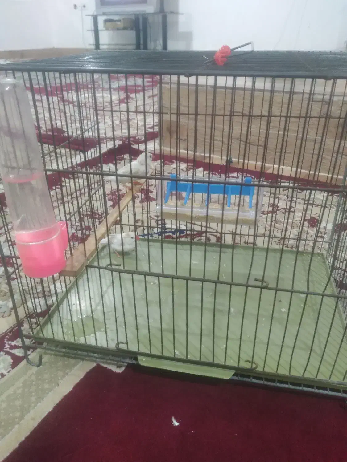 فنج|پرنده|کوهدشت, |دیوار