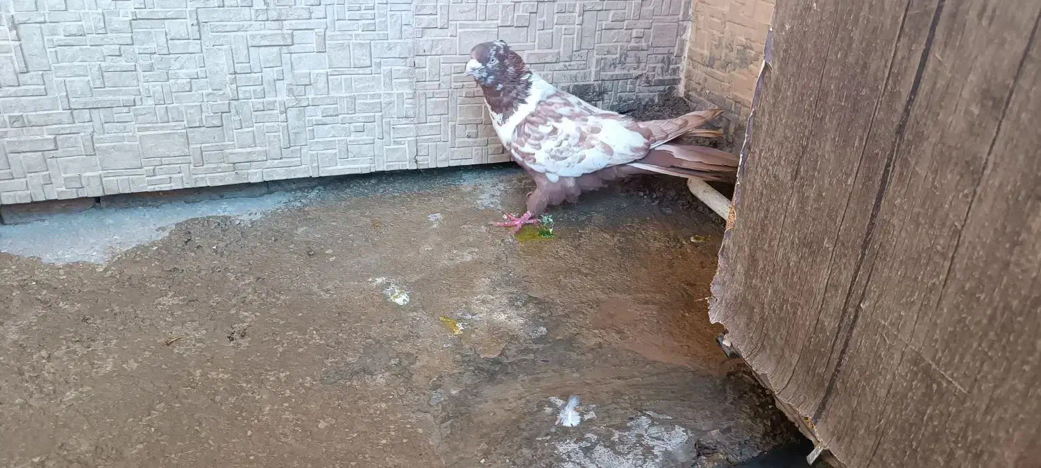 کبوتر|پرنده|لردگان, |دیوار