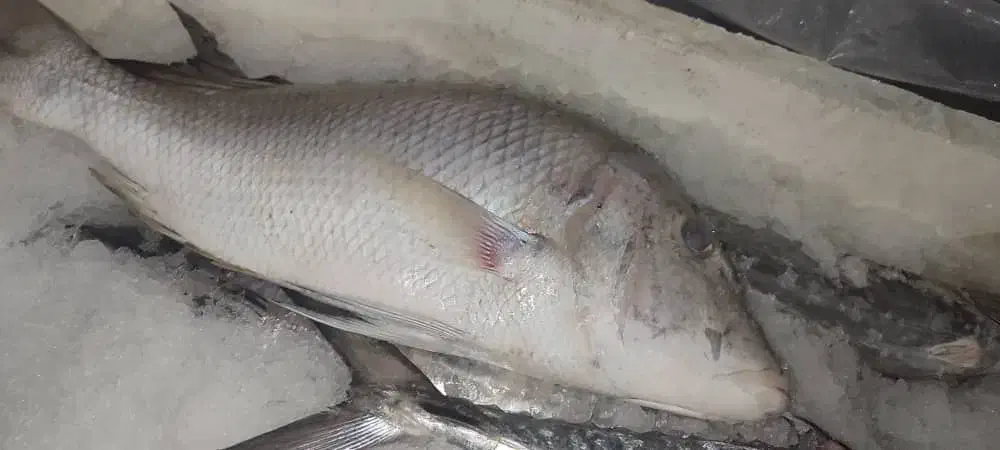 ماهی و میگو صید روز|ماهی|فیروزآباد (فارس), |دیوار