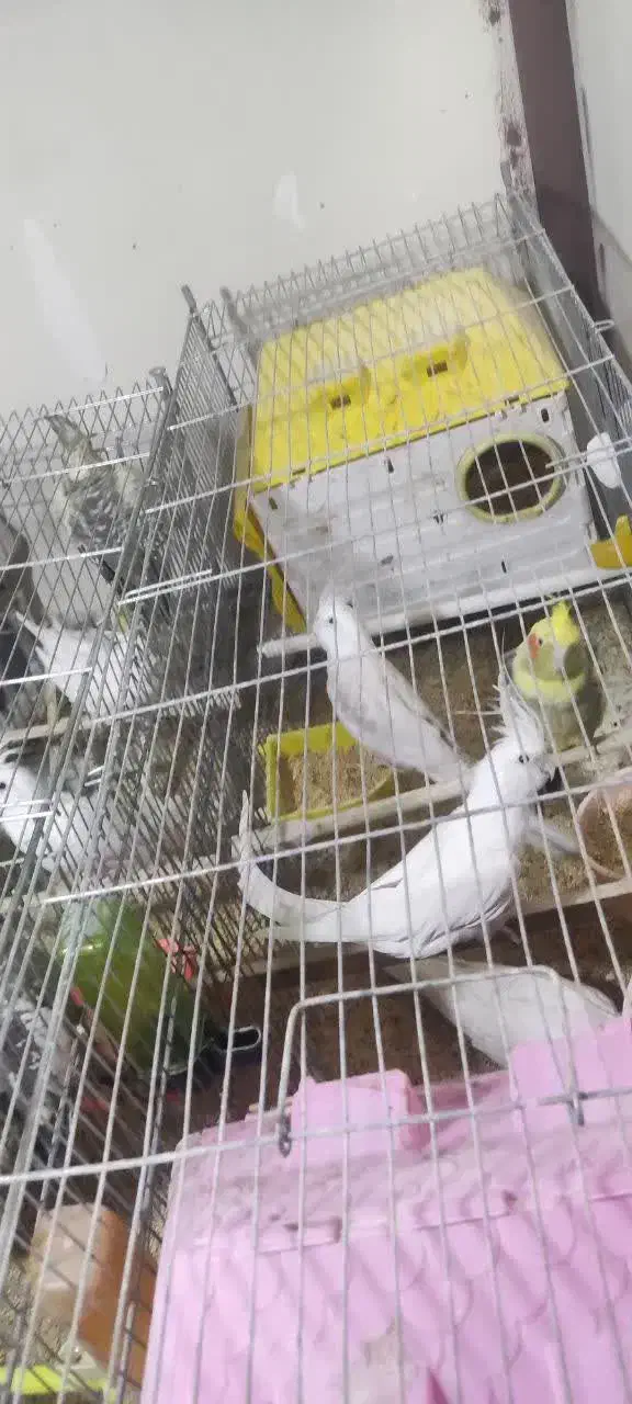 عروس هلندی با قفس|پرنده|تهران, امام زاده عبدالله|دیوار