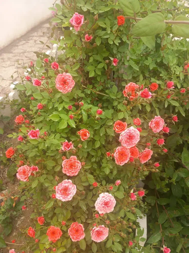 فروش خانه ویلاشیک|فروش خانه و ویلا|رضویه, |دیوار