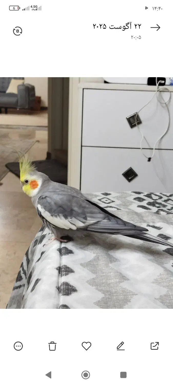 عروس هلندی با قفس و تجهیزات|پرنده|کهریزک, |دیوار