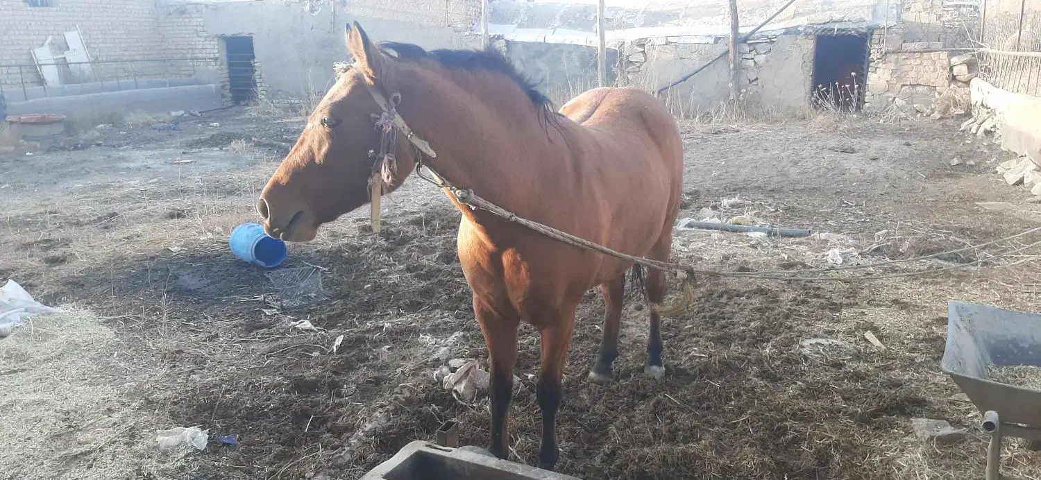 اسب مادیان سه ساله|اسب و تجهیزات اسبسواری|خنجین, |دیوار