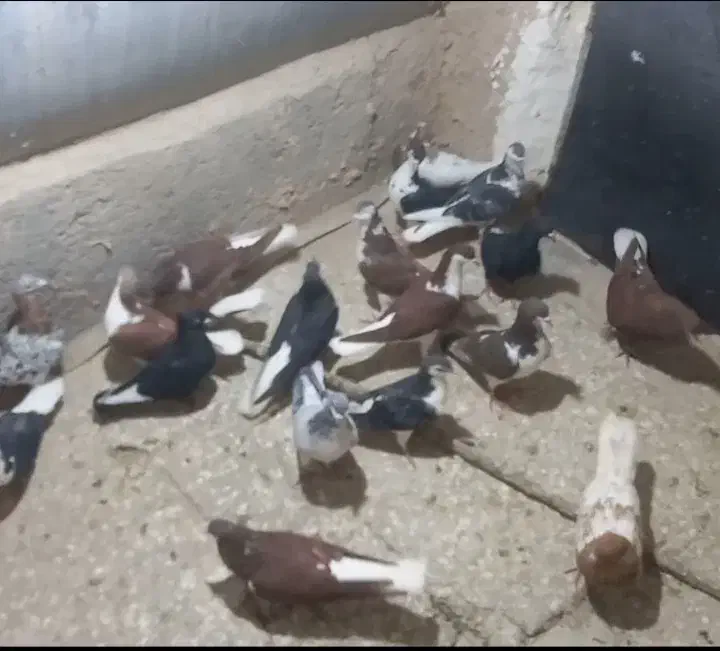 ساده پرشی کف‌تر|پرنده|چناران, |دیوار