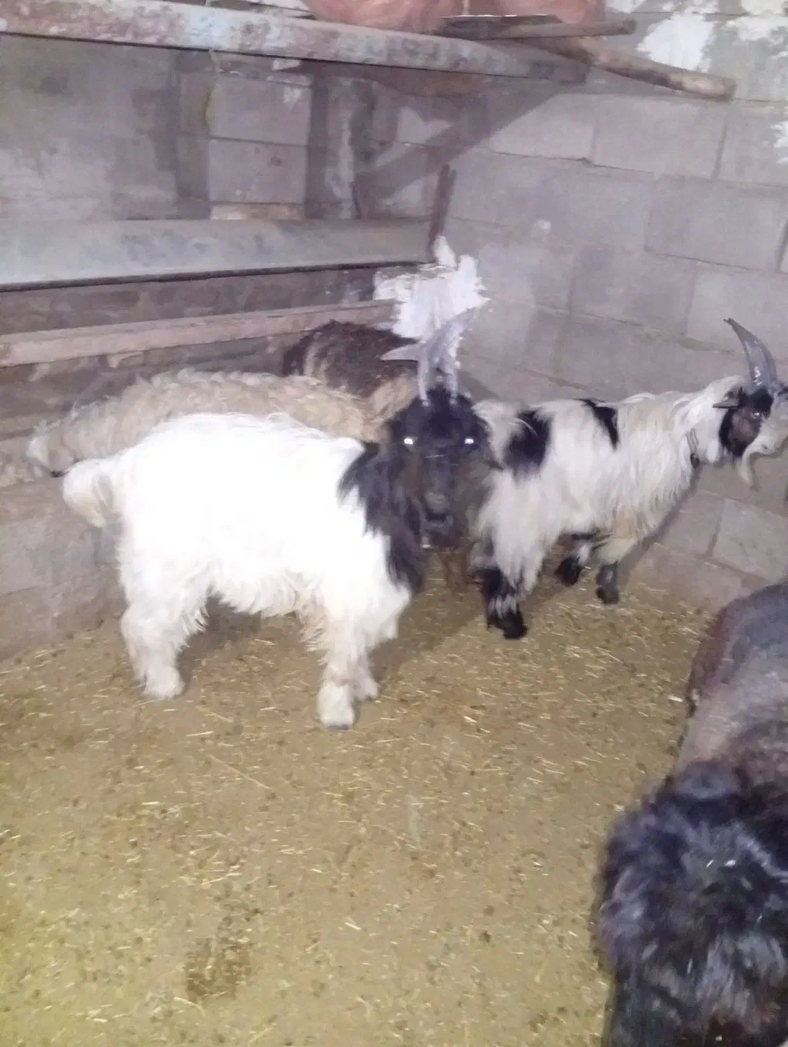 بیگ داشتی|حیوانات مزرعه|مسجد سلیمان, |دیوار