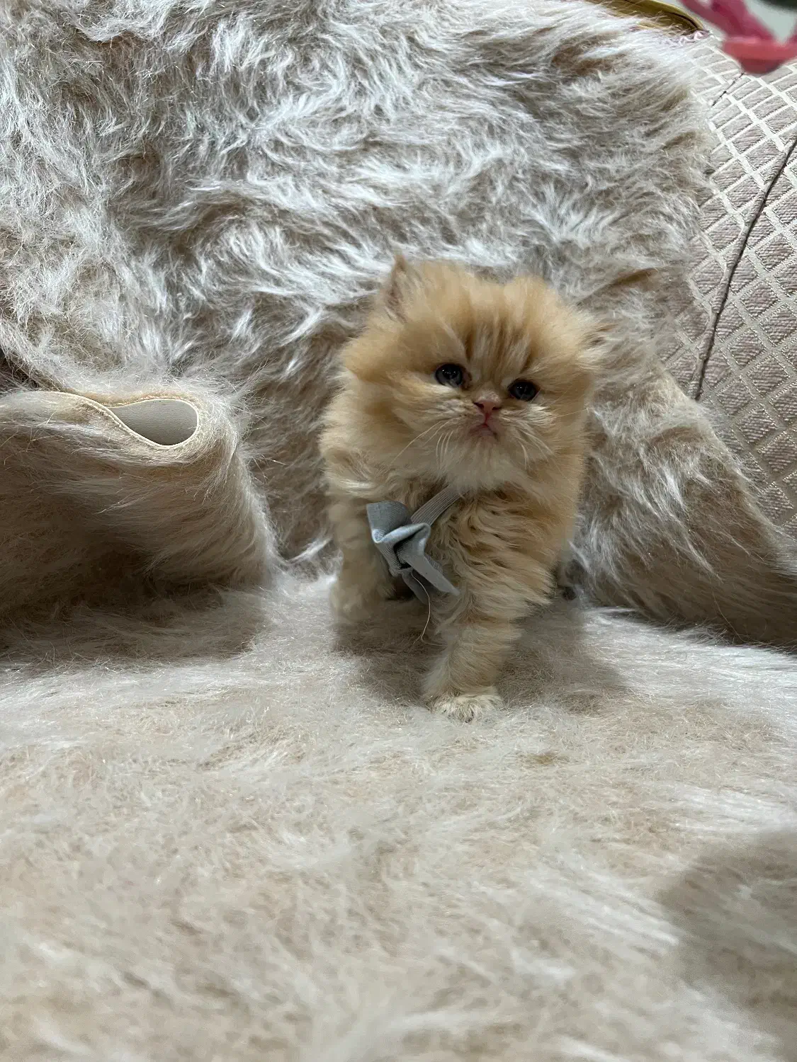 گربه پرشین|گربه|پردیس, فاز ۳|دیوار