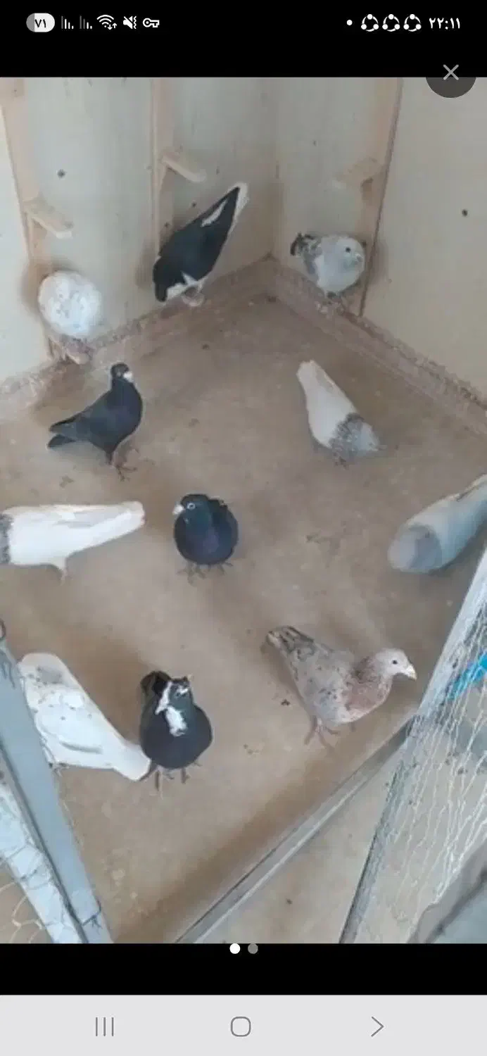 نر سر ابری گیردادم|حیوانات|زرند, |دیوار