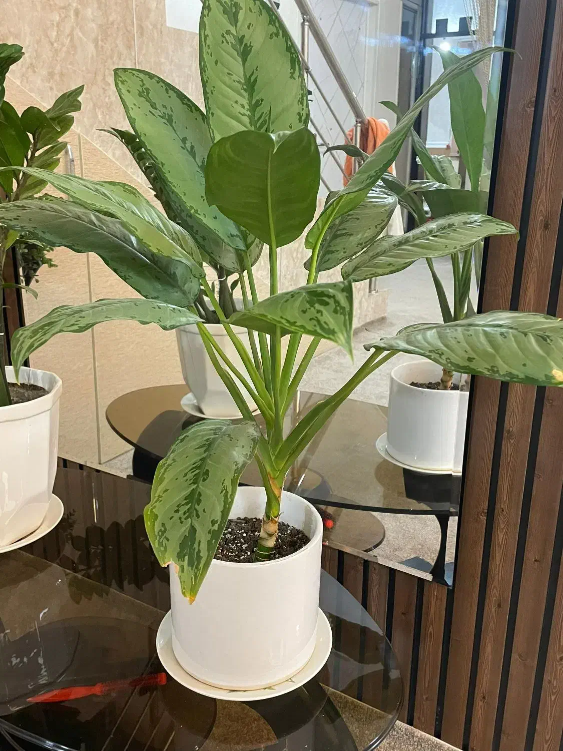 گل طبیعی|گل و گیاه طبیعی|نورآباد ممسنی, |دیوار