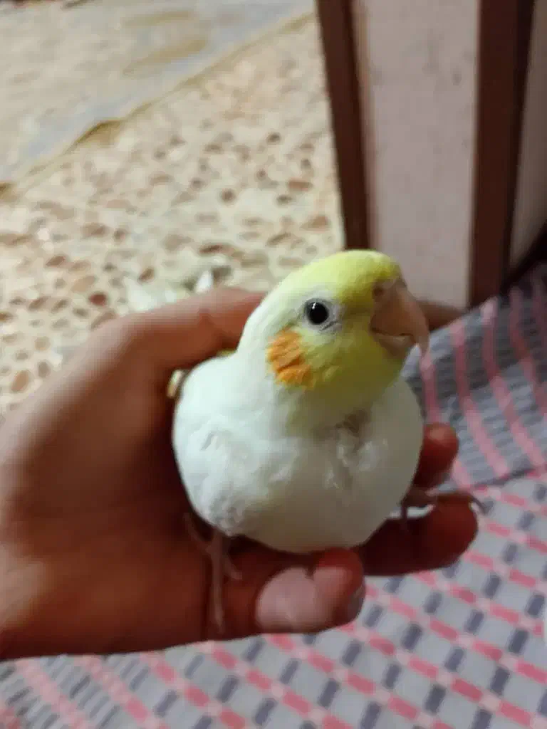 فروش سه عدد طوطی عروس|پرنده|اردبیل, |دیوار