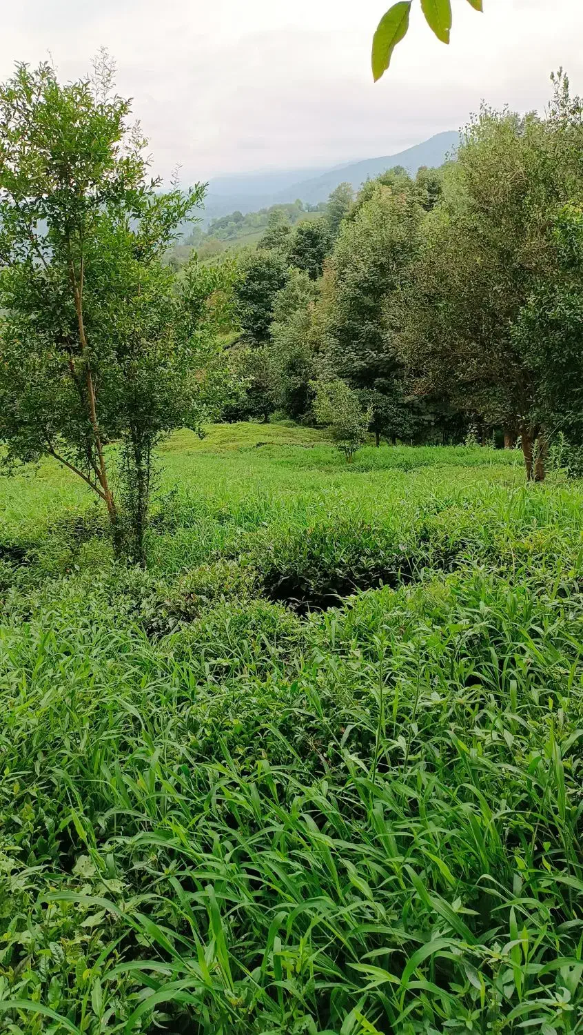 فروش زمین باغی|فروش زمین و ملک کلنگی|لنگرود, |دیوار