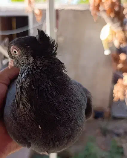 کبوتر خانگی بور ابادانی|پرنده|جیرفت, |دیوار