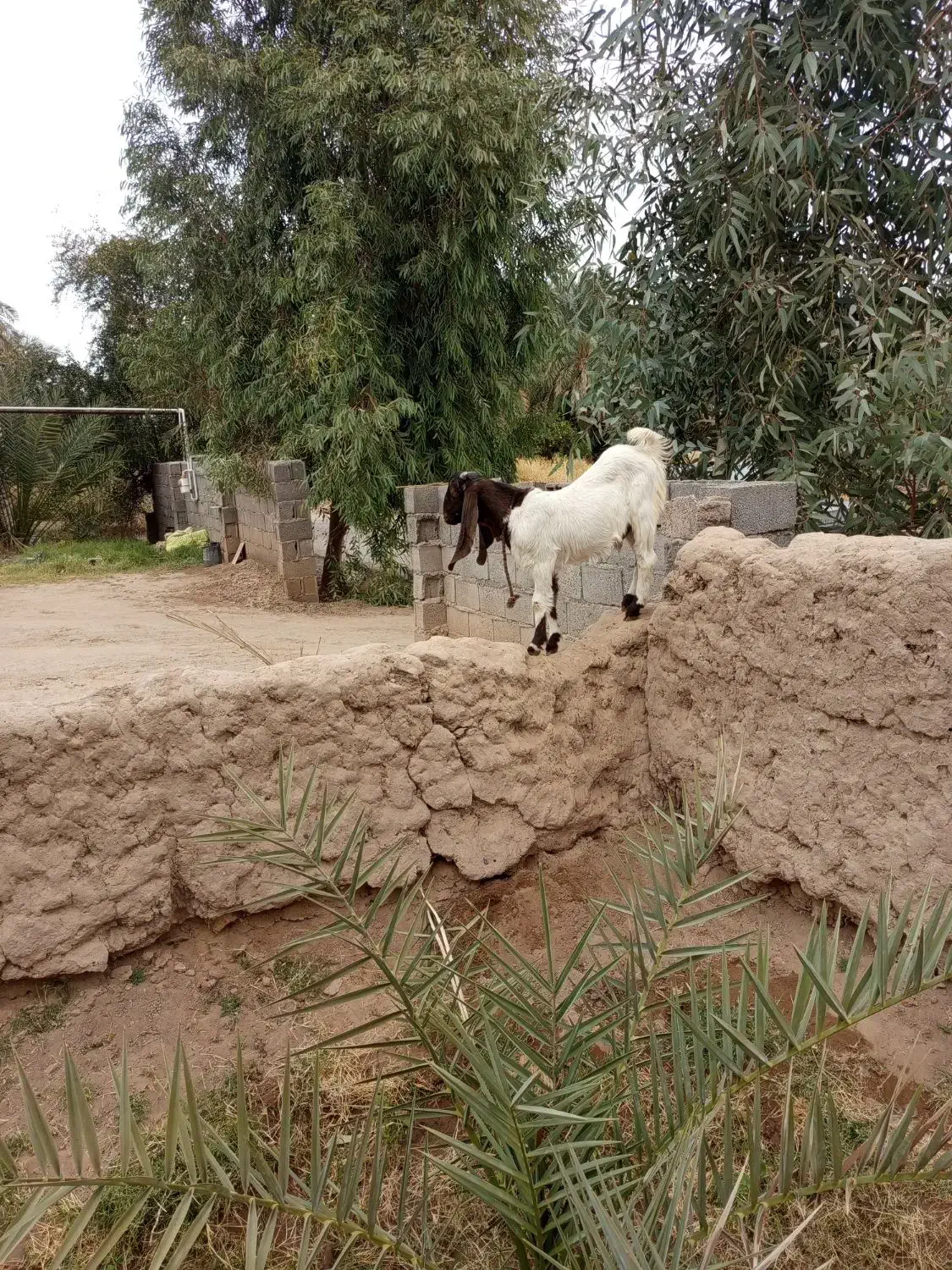 گوسفند کاموری|حیوانات مزرعه|بم, |دیوار