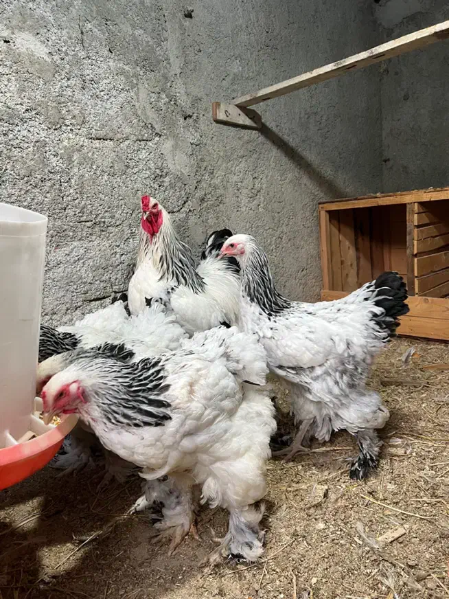 جفت برهما|حیوانات مزرعه|گلوگاه, |دیوار