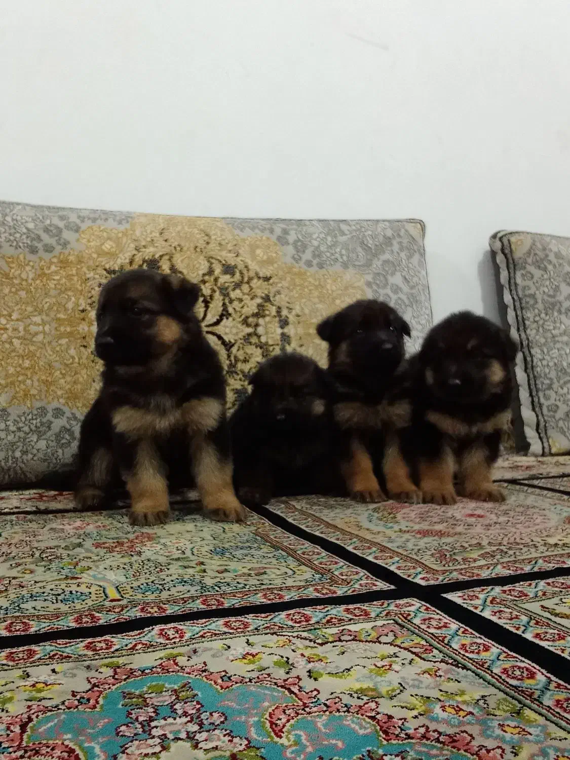 توله ژرمن|سگ|مشهد, چهنو|دیوار