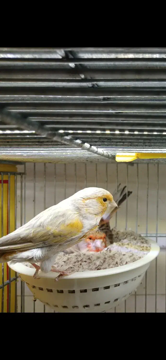 قناری آماده به کار|پرنده|شهریار, شهرک وائین|دیوار