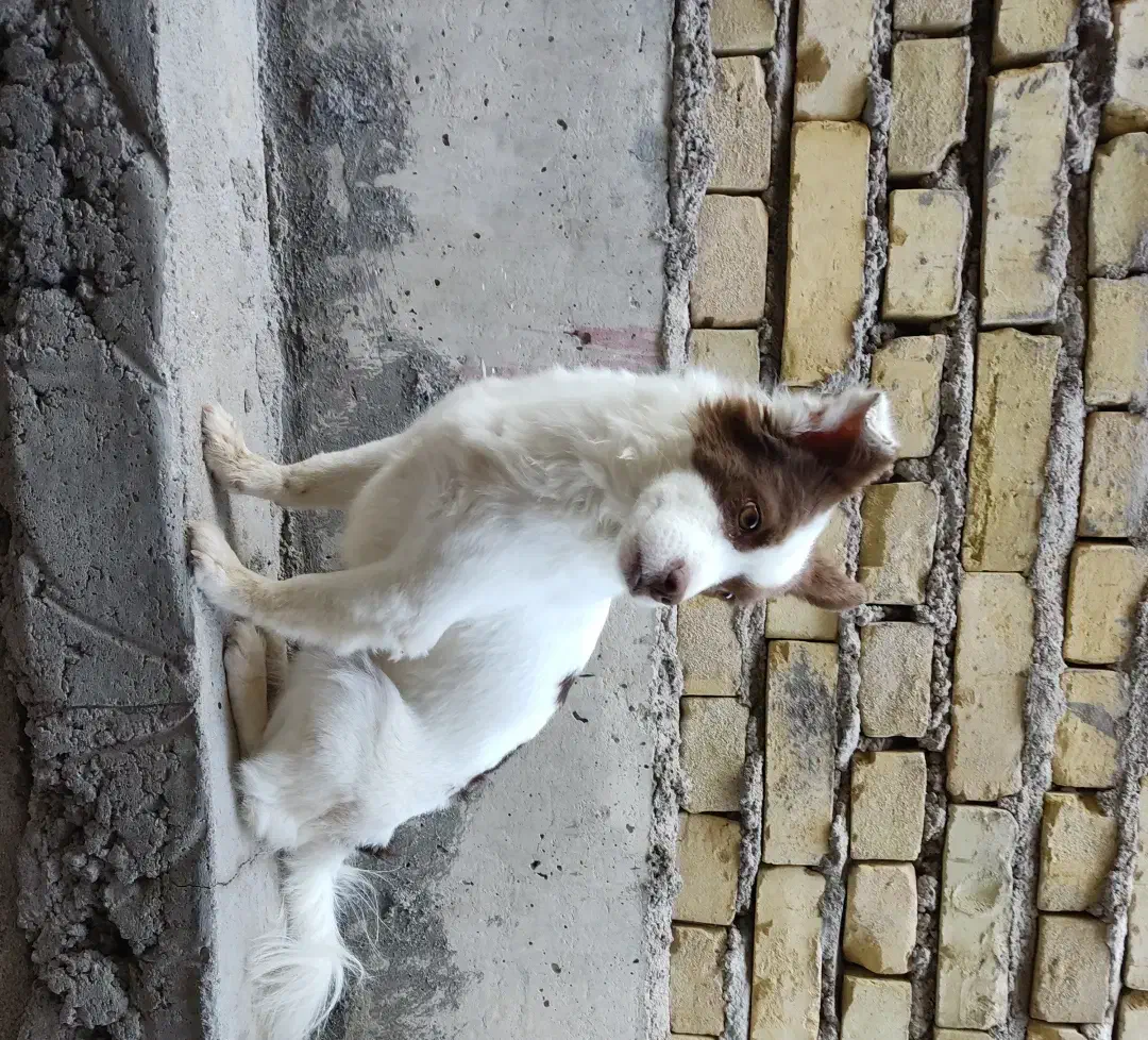 سگ پامر|سگ|شهر بابک, |دیوار