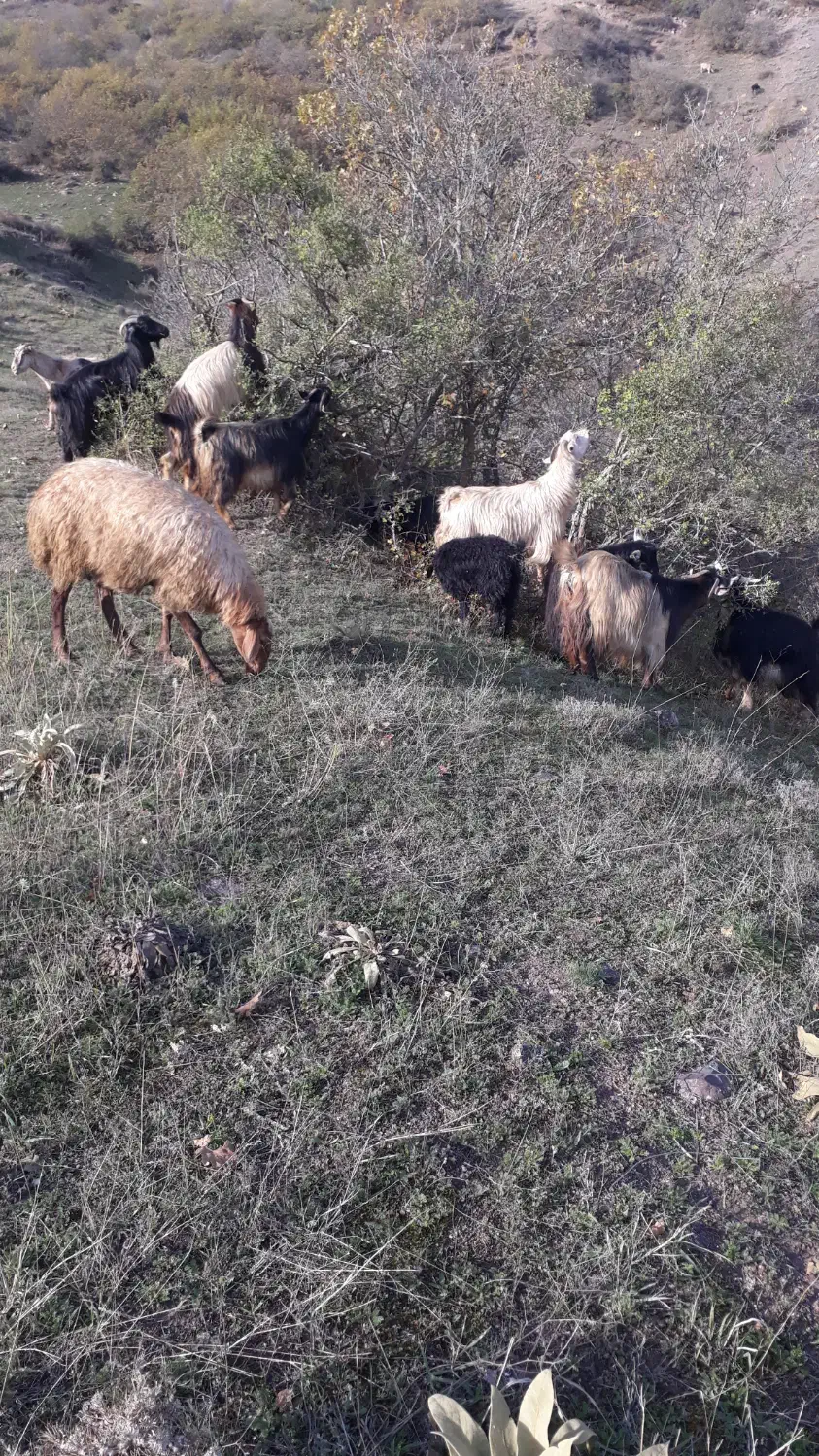 بز . بره . گوسفند|حیوانات مزرعه|کلیبر, |دیوار