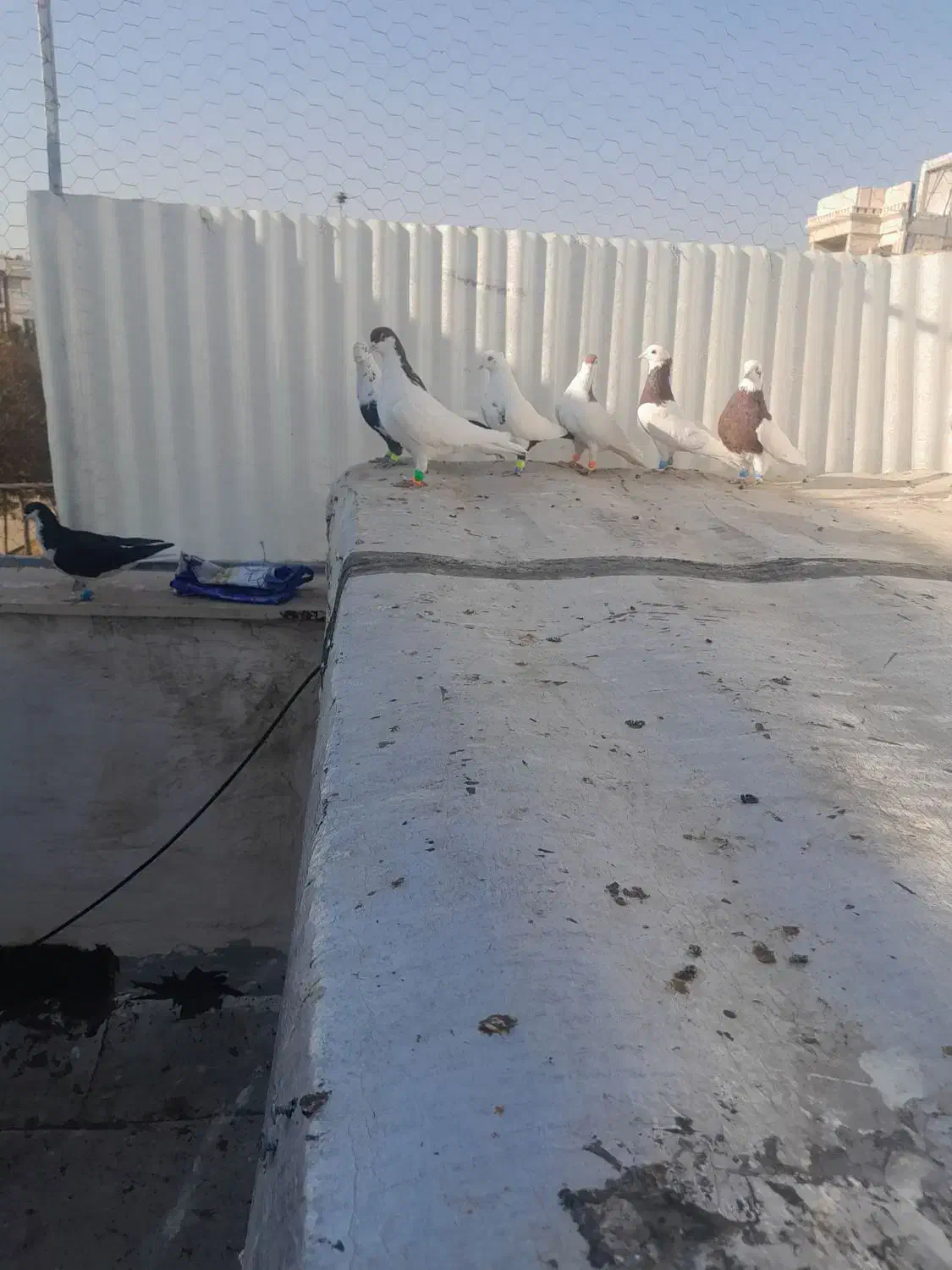 تعداد کبوتر رنگی|پرنده|اقبالیه, |دیوار