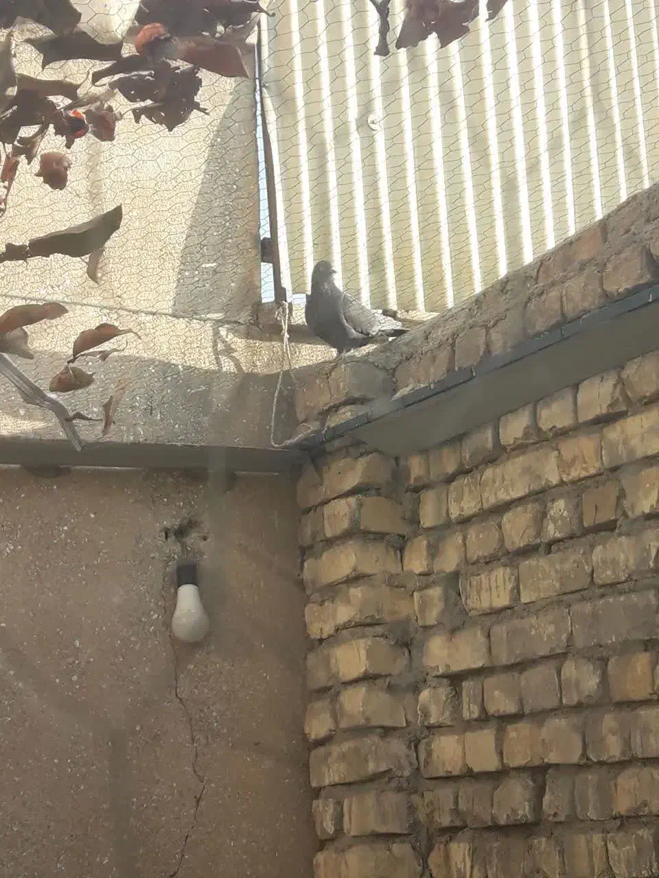 کبوتر پرشی|پرنده|فولادشهر, فولادشهر|دیوار