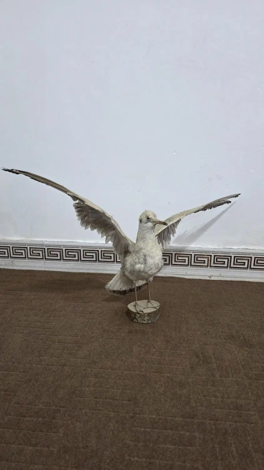پرنده|پرنده|ساوه, |دیوار