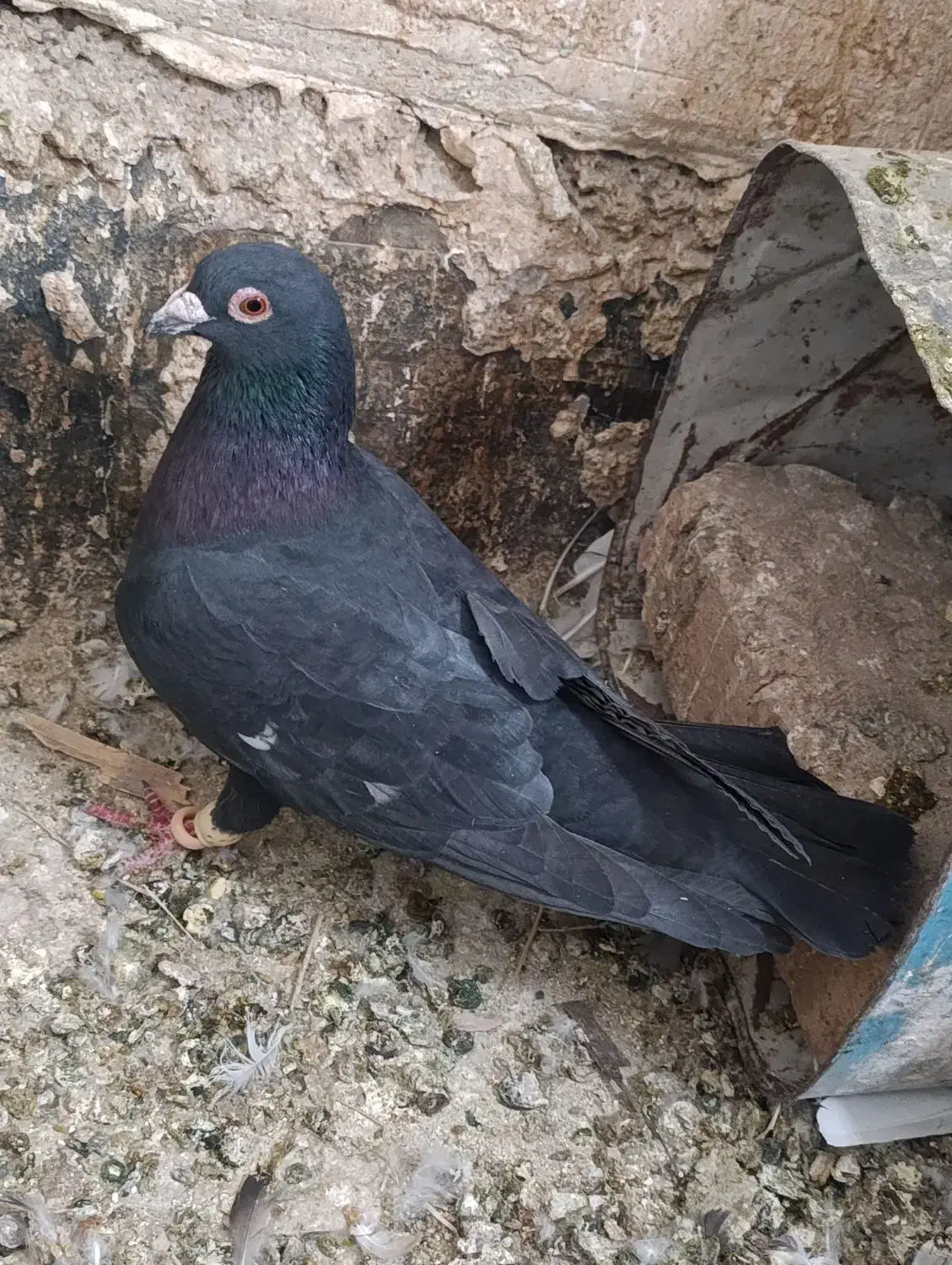 گلسرخ|پرنده|شیراز, گل سرخ|دیوار