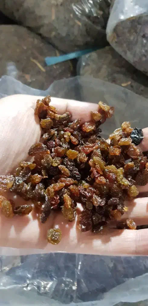 پخش عمده کشمش صفا|عمدهفروشی|اهواز, کیانشهر|دیوار