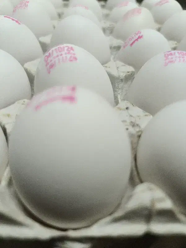 4 شانه تخم مرغ|خوردنی و آشامیدنی|کرمانشاه, |دیوار