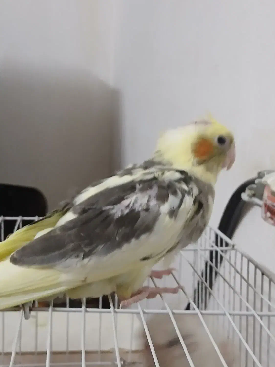 عروس هلندی|پرنده|مشهد, ایثار|دیوار