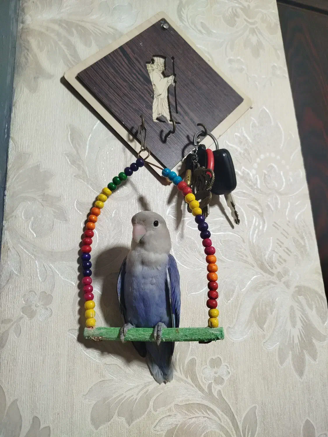 طوطی برزیلی اوپال رنگ خاص|پرنده|اهواز, پردیس دو|دیوار