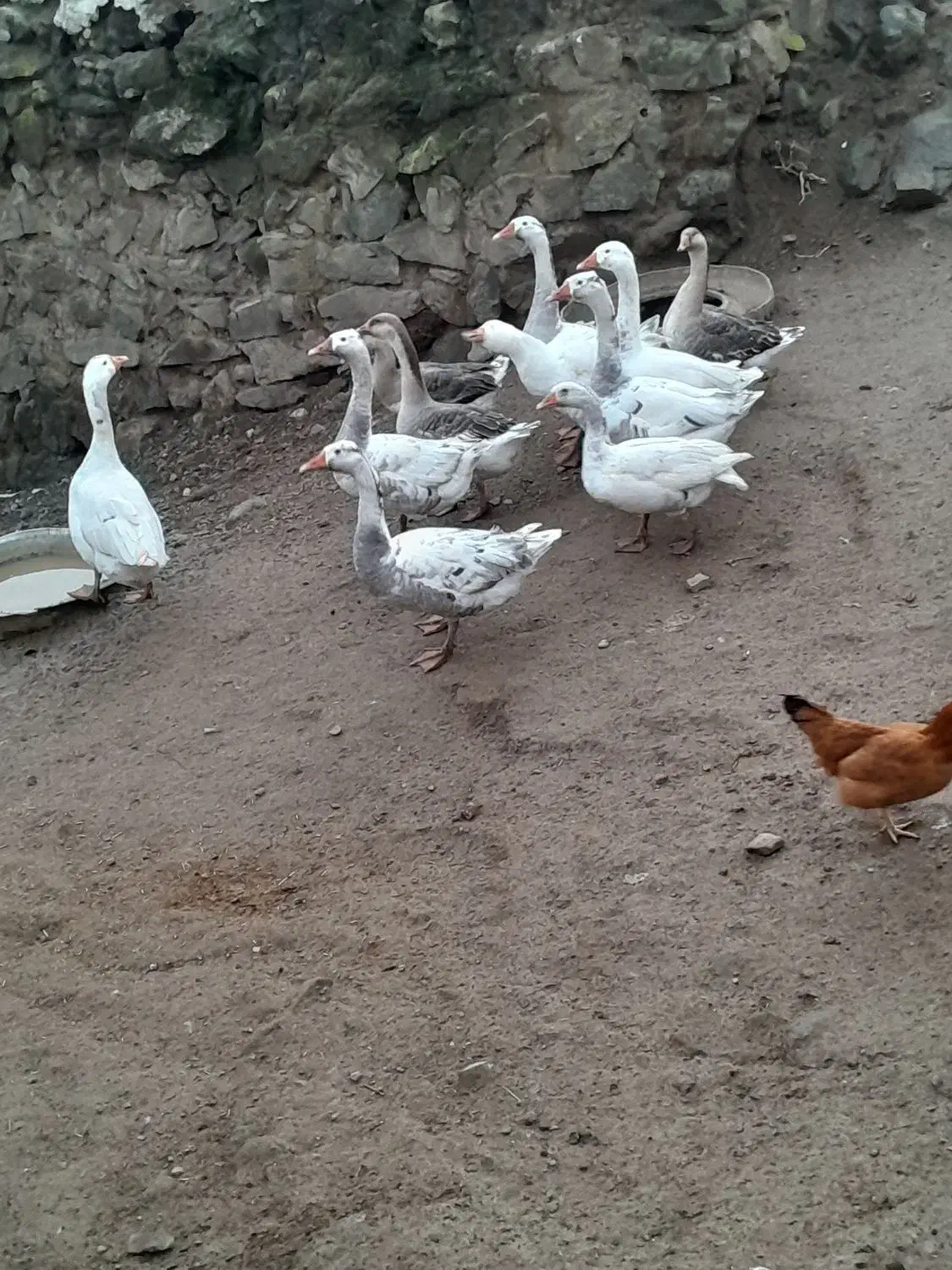 غاز محلی|حیوانات مزرعه|انگوت, |دیوار