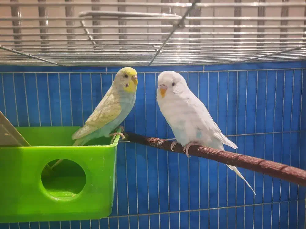 فروش فوری عروس هلندی و مرغ عشق|پرنده|شهرضا, |دیوار