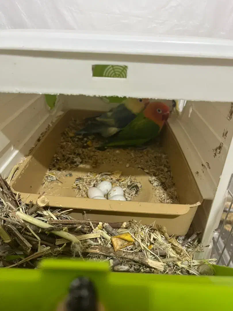 معاوضه یا فروش با جوجه سرلاکی برزیلی|پرنده|کرمانشاه, |دیوار