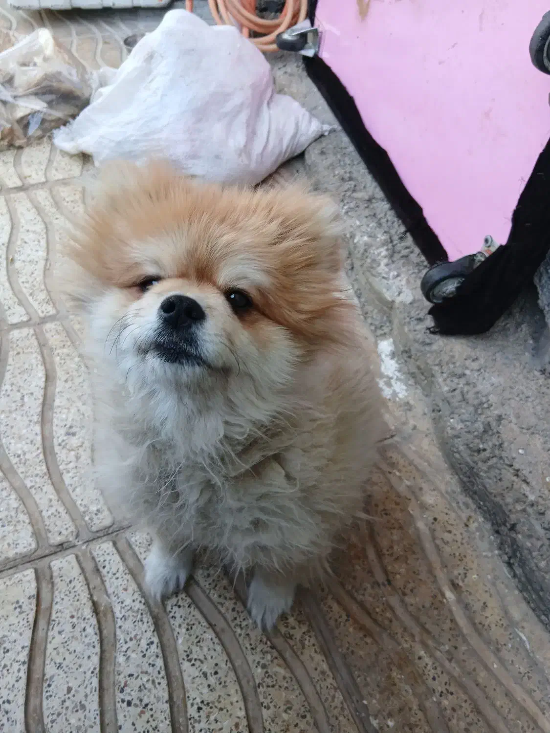 سگ خانگی پامر|سگ|یاسوج, |دیوار