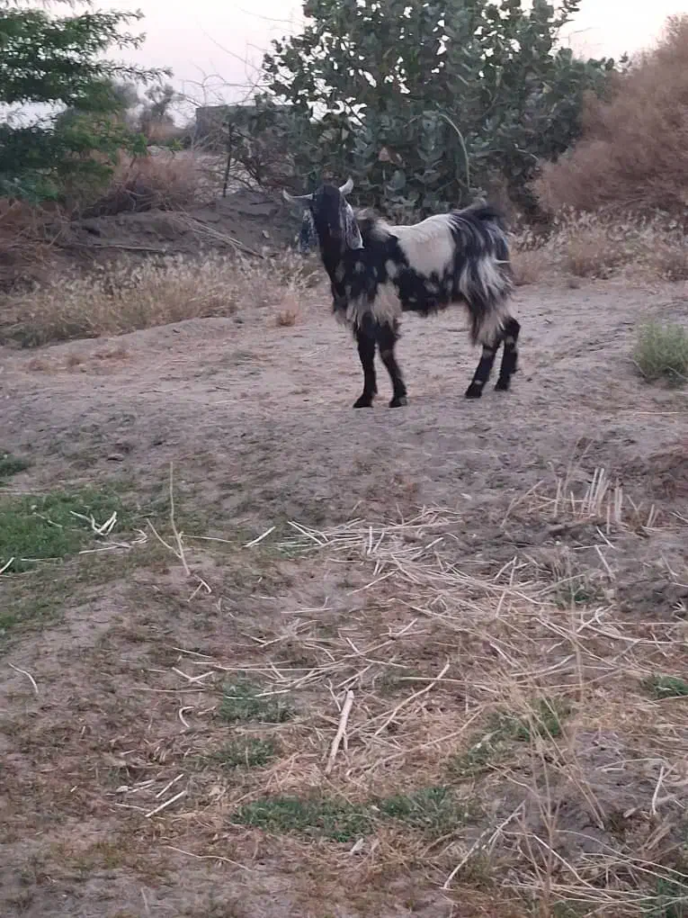 تروشت چاق وسرحال|حیوانات مزرعه|بمپور, |دیوار