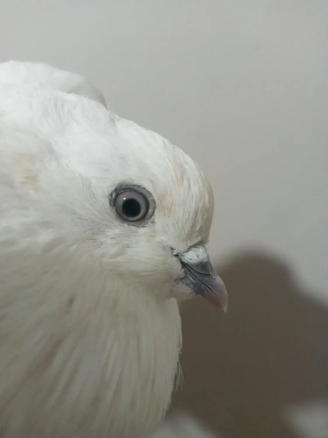 شیخ ابری|پرنده|بندر ماهشهر, |دیوار