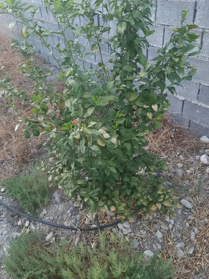 فروش باغ ۱۰۰۰ متری|فروش دفتر صنعتی، کشاورزی، تجاری|دوگنبدان, |دیوار