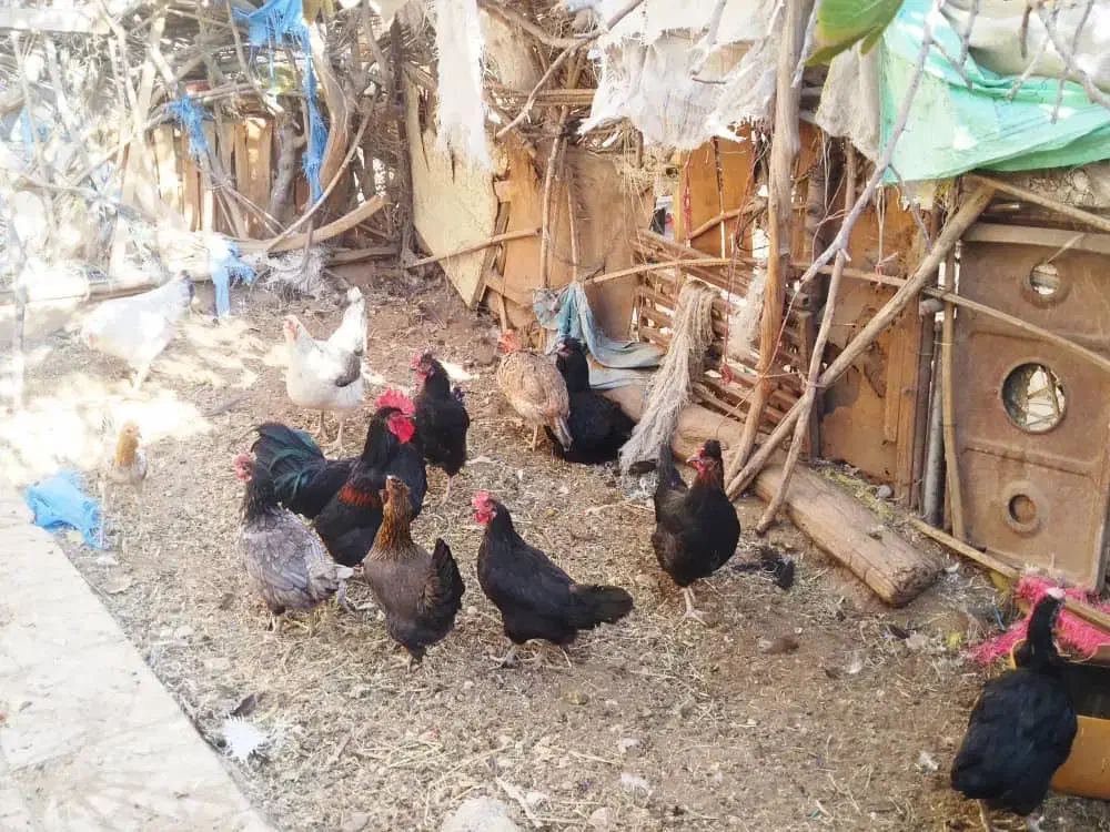 مرغ تخم گذار|حیوانات مزرعه|داراب, |دیوار