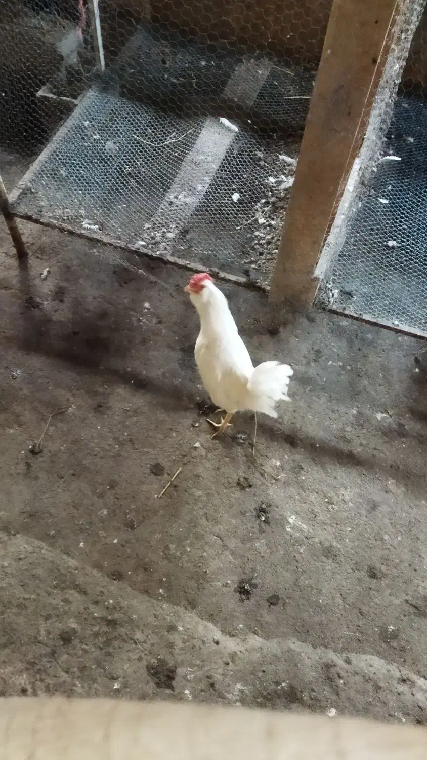 سه تا خروس گلین لری بالغ|حیوانات مزرعه|رضوانشهر, |دیوار