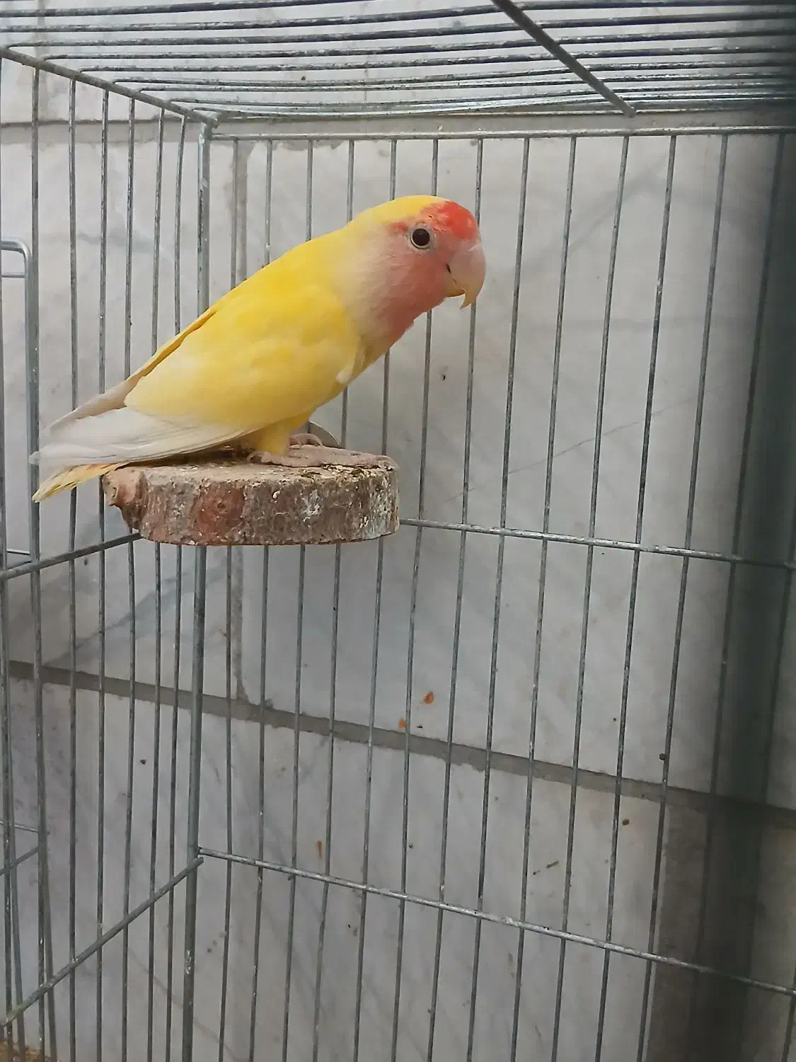 کوتوله  نر زردصورت هلویی مولد|پرنده|یزد, |دیوار