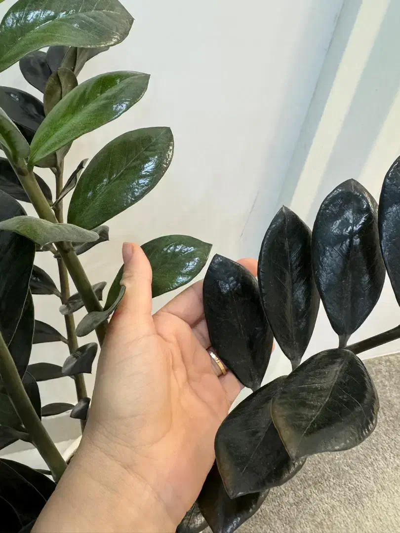 گل و گیاه طبیعی|گل و گیاه طبیعی|دزفول, |دیوار