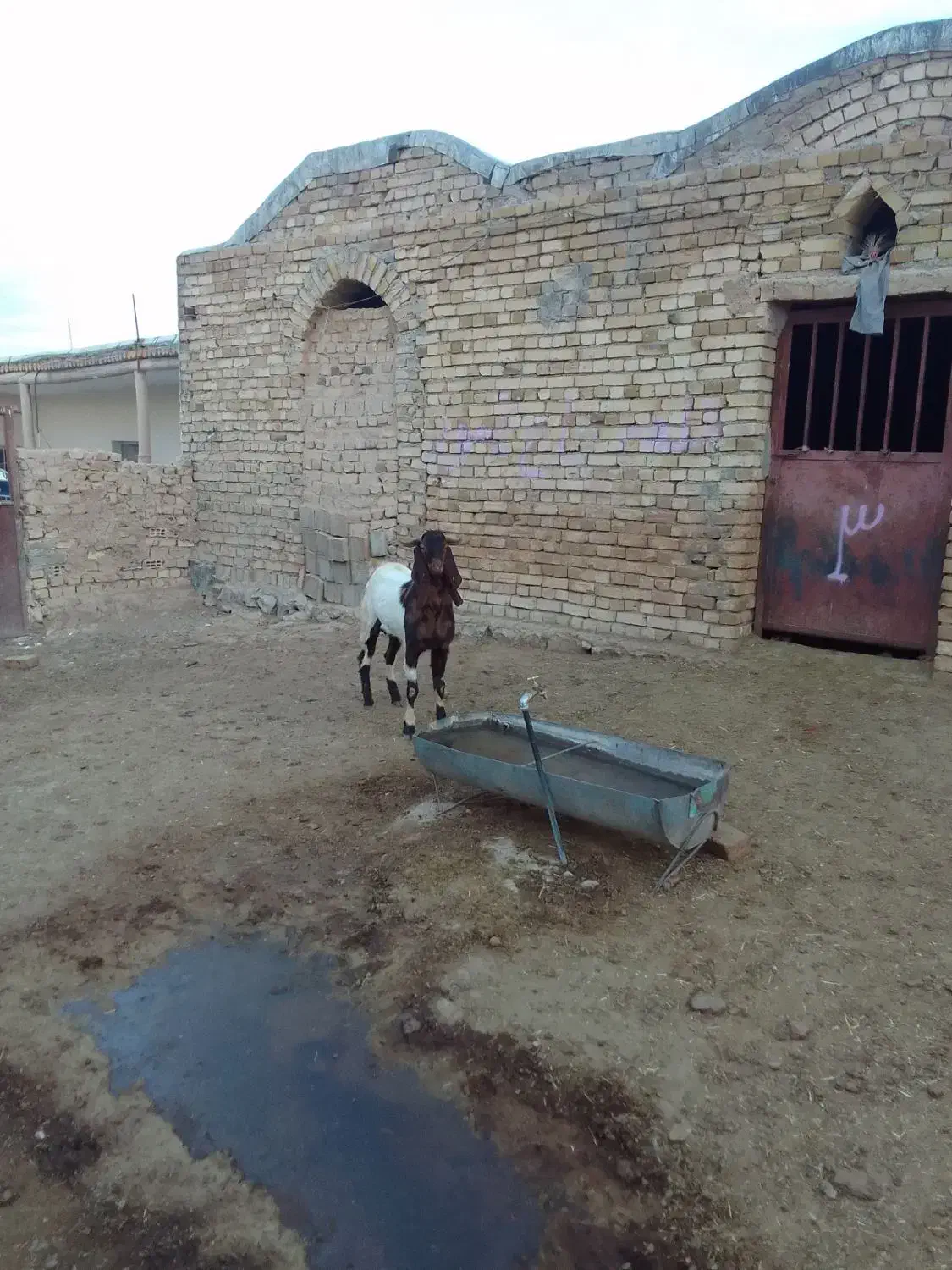 بزغاله بز میش بره|حیوانات مزرعه|سردرود, |دیوار